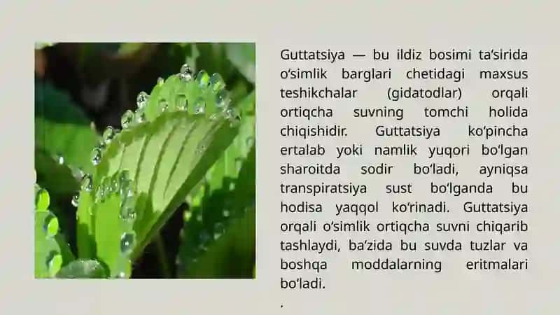 Ildiz Bosimi 3