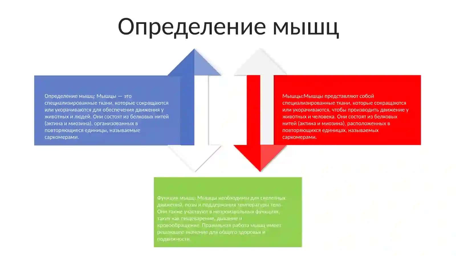 Мышцы 3