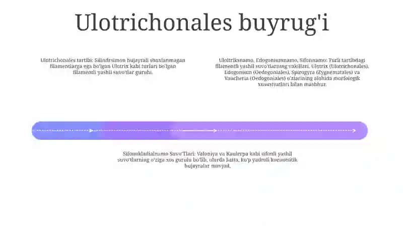 Uloltriksnamo,Edogoniumnamo,Sifonnamo Va Sifonokladialnamo SuvoʻTlari Tartiblari Va Ularning Vakillarini Òrganish 3