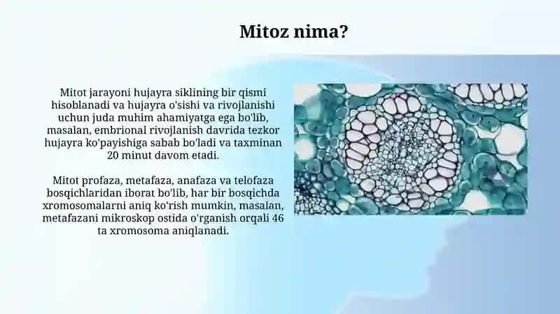Mitoz 3