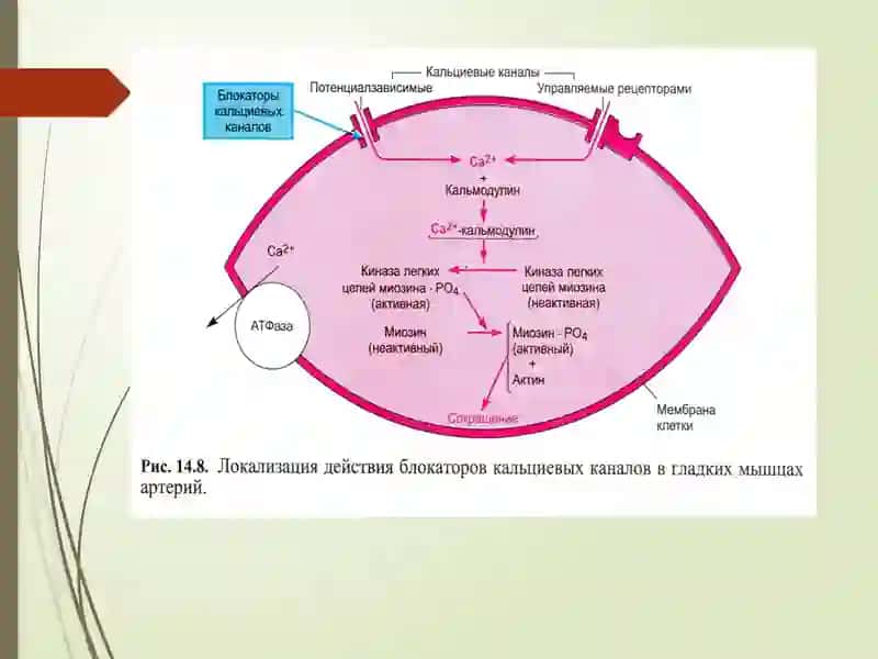 GIPOTENZIVDORIVOSITALAR 3