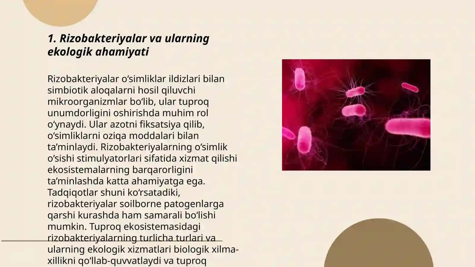 Rizobakteriyalar va ulardan dukkaklilar inokulyatsiyasi uchun foydalanish 3