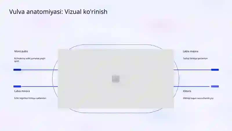 Ayollar jinsiy tizimining anatomik tuzilishi 3