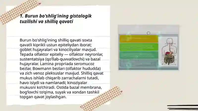 Nafas olish tizimining azolarining gistalogik tasnifi 3