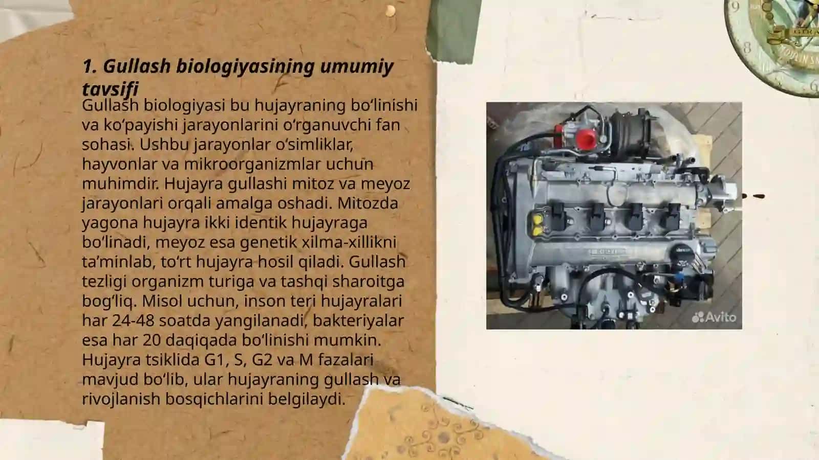 Gullash biologiyasi haqida umumiy tushuncha 3