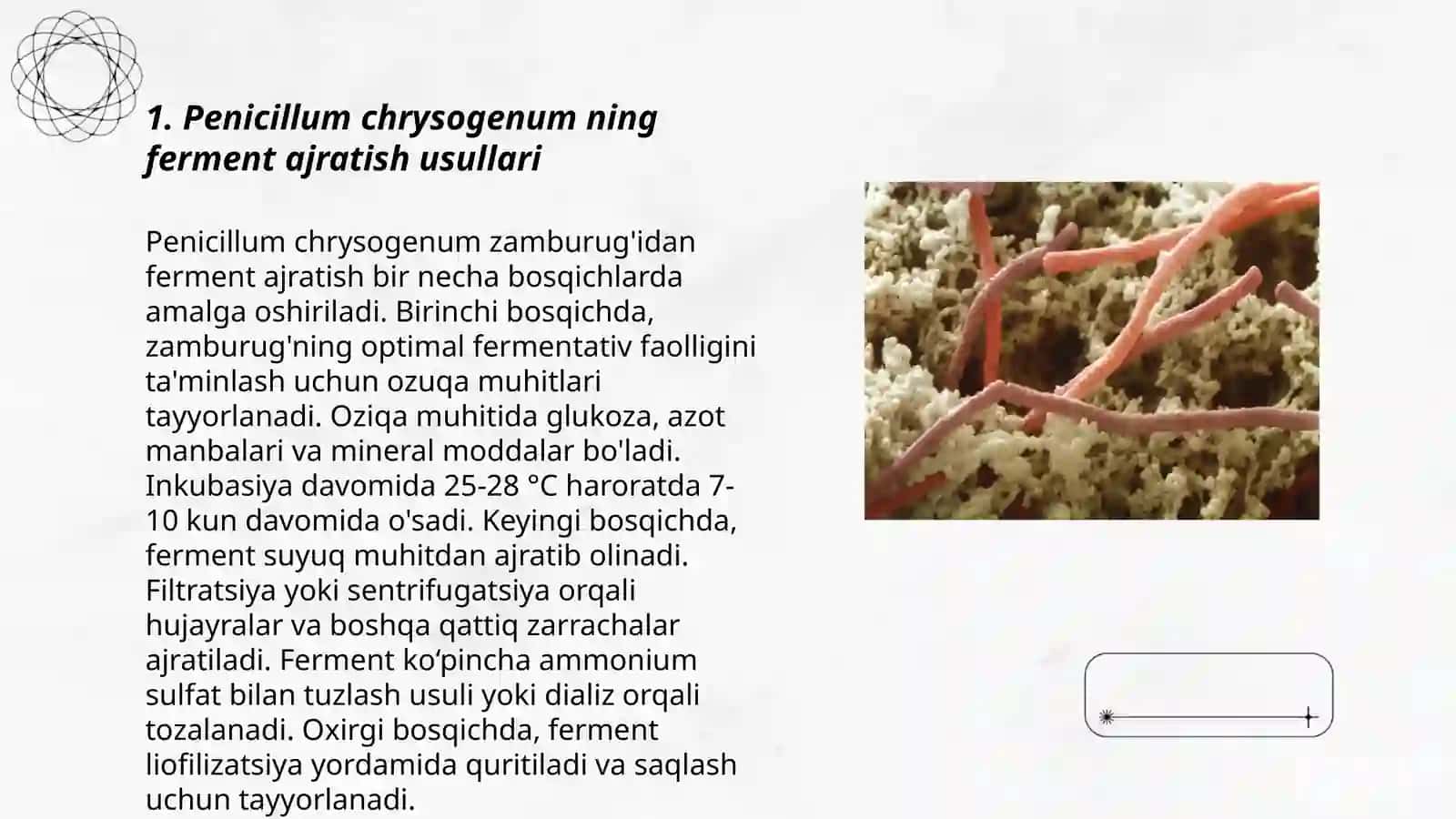 Penicillum chrysogenum, Escherchia coli va lactobacillus delbrueski mikroorganizmlarning ferment ajratishi 3