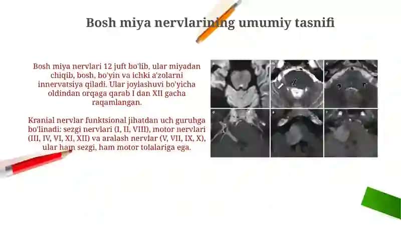 Bosh miya nervlari umumiy tasnifi 3
