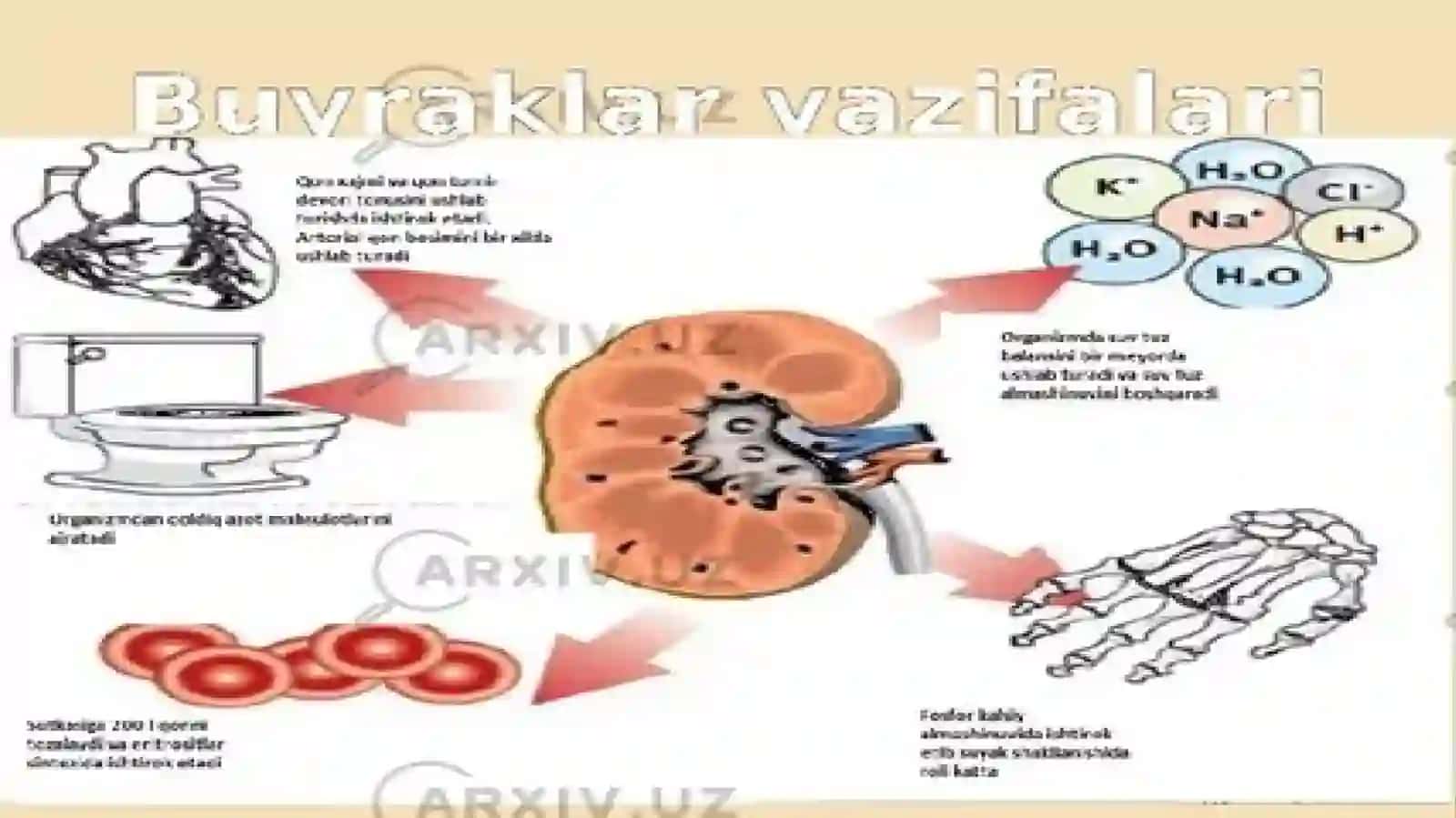 buyraklar ING goneostatik va sekretor funktsiyalari. Terini g ekskretor funktsiyasi, tarkibi. 3