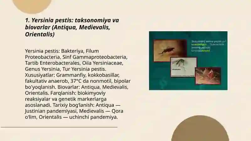 Bezgak kasalligini qozg‘atuvchisi, epidemiologiyasi, patogenezi, klinikasi 3