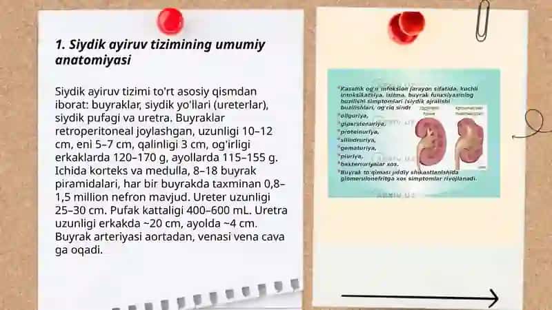 Siydik ayiruv tizimi 3