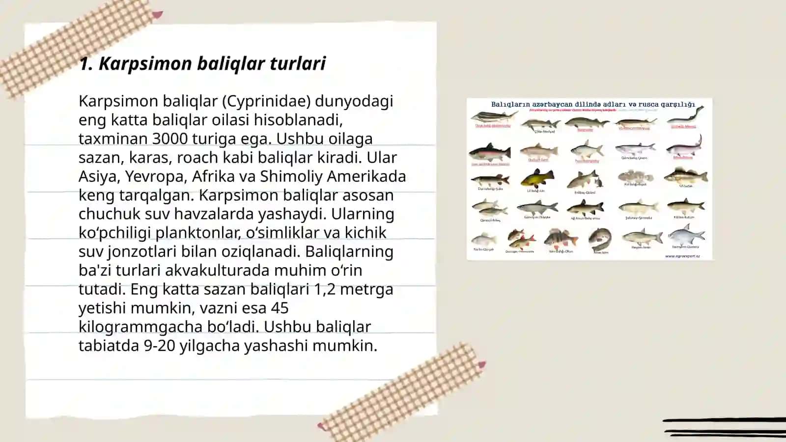 Karpsimon baliqlar sistematikasi 3