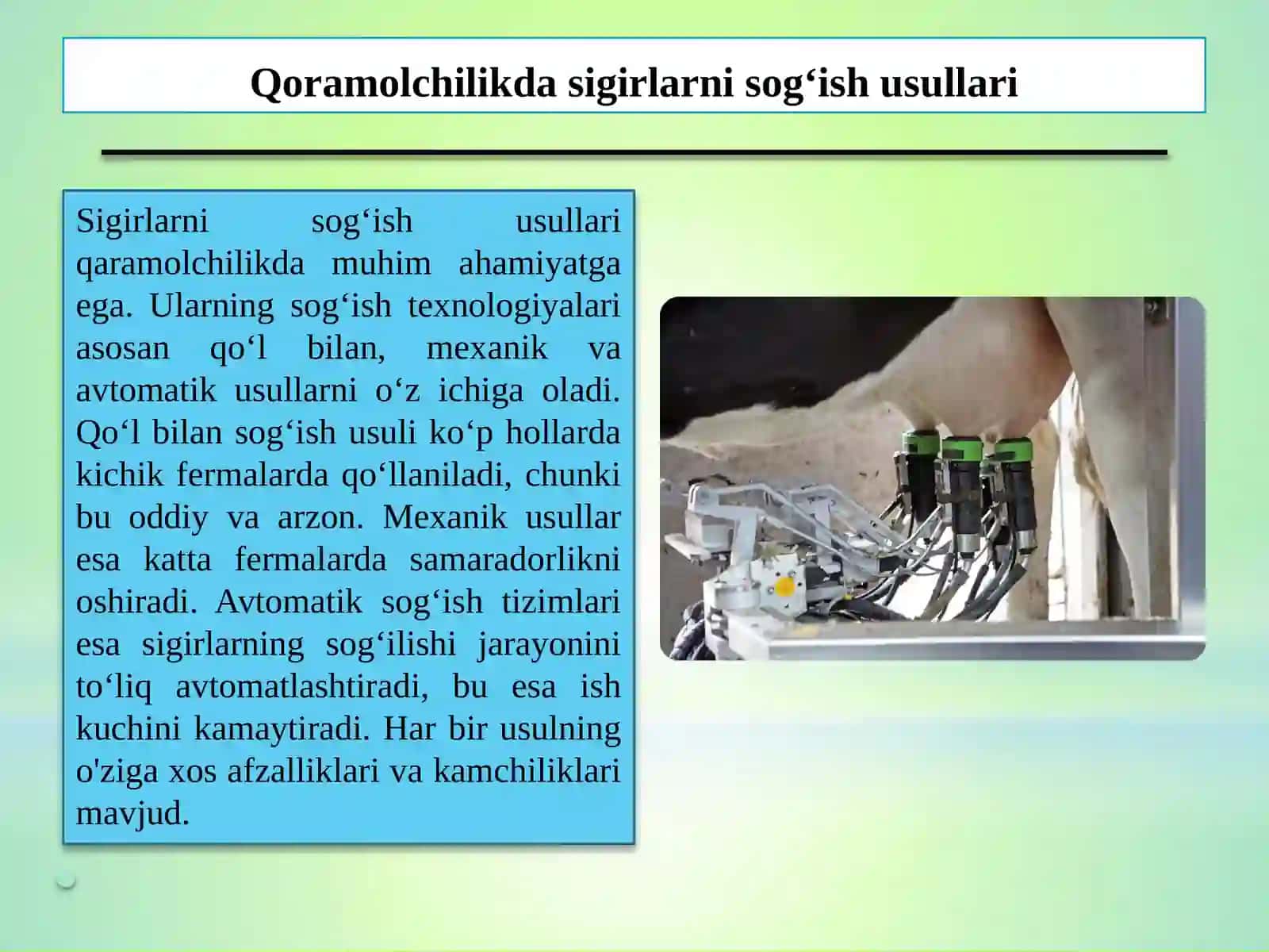 Sigirlarni sog'ish usullari va texnologiyasi 3