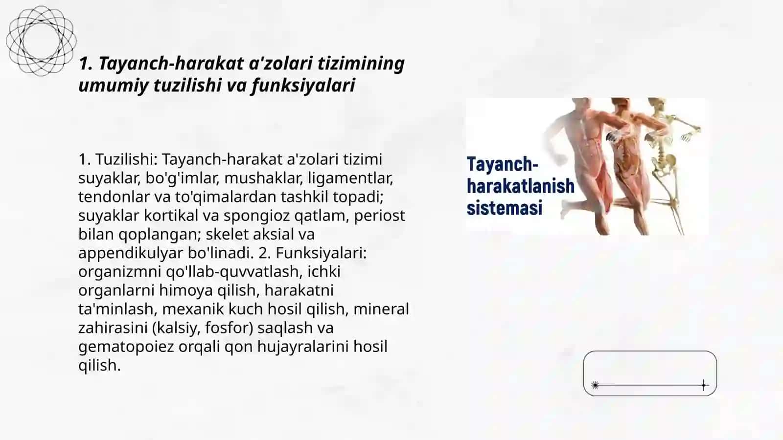 Tayanch-harakat az’olari tizimi.Suyaklar va mushaklar haqida malumot 3