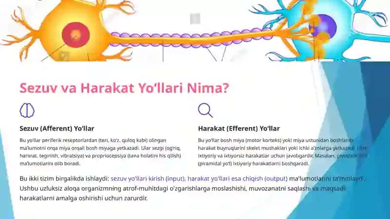 sezuv va harakatlanuvchi yollar 3