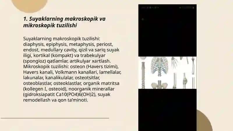 Tayanch harakat sistemasi (osteologiya). Muskullar sistemasi (miologiya) 3
