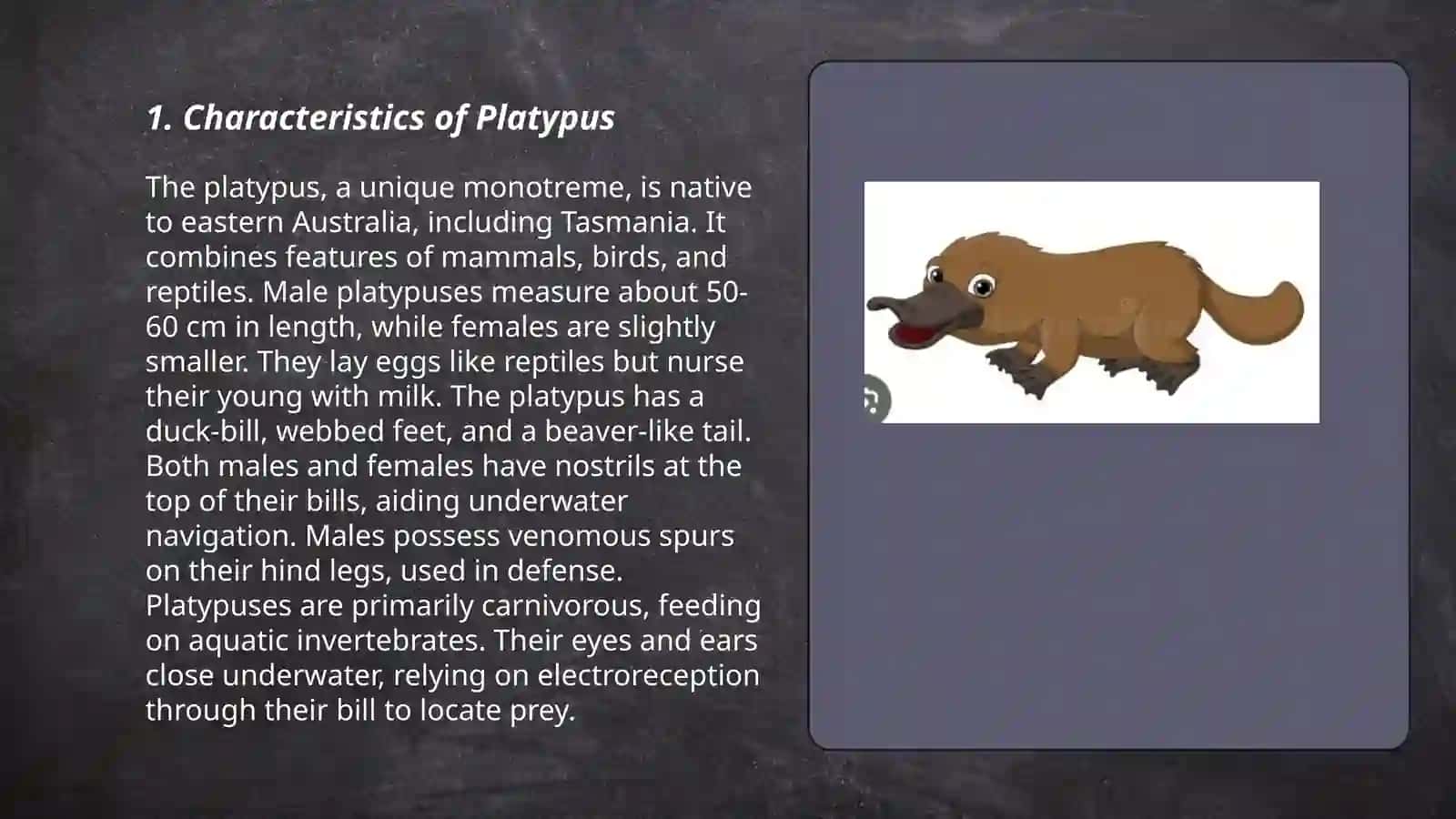 Strange animals òrdakburun haqida 3