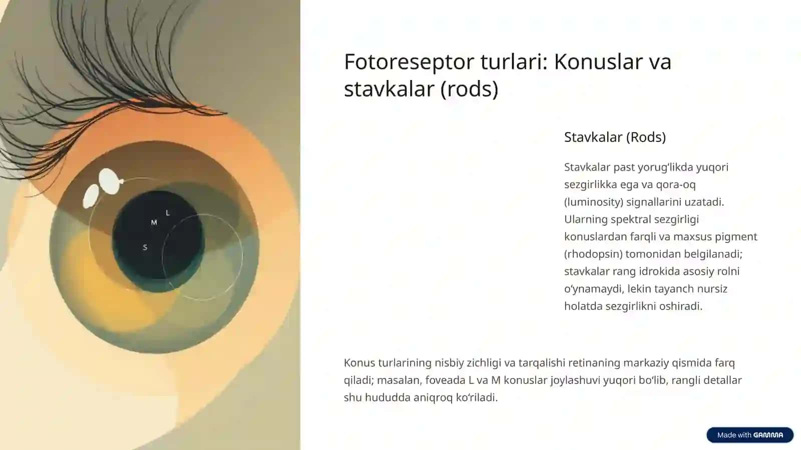 Ko‘z-optik sistema: Ko‘zning spektral sezgirligi 3