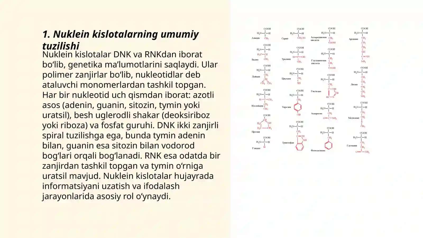 Nuklein kislotalar turlari: DNK va RNK 3