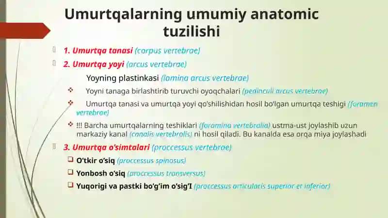 UMURTQALAR ANATOMIYASI 3