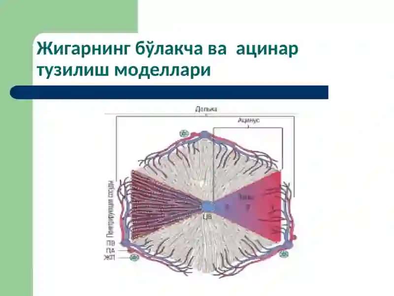 Жигар патофизиологияси 3