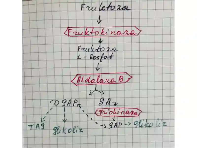 Fruktoza va Galaktoza almashinuvi 3