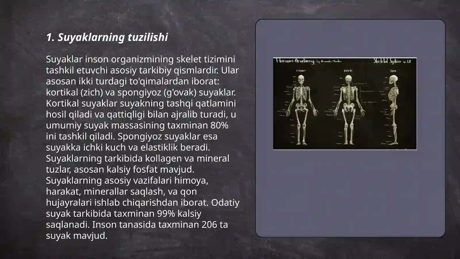 Suyaklar va ularning birikishi (taqdimot) 3