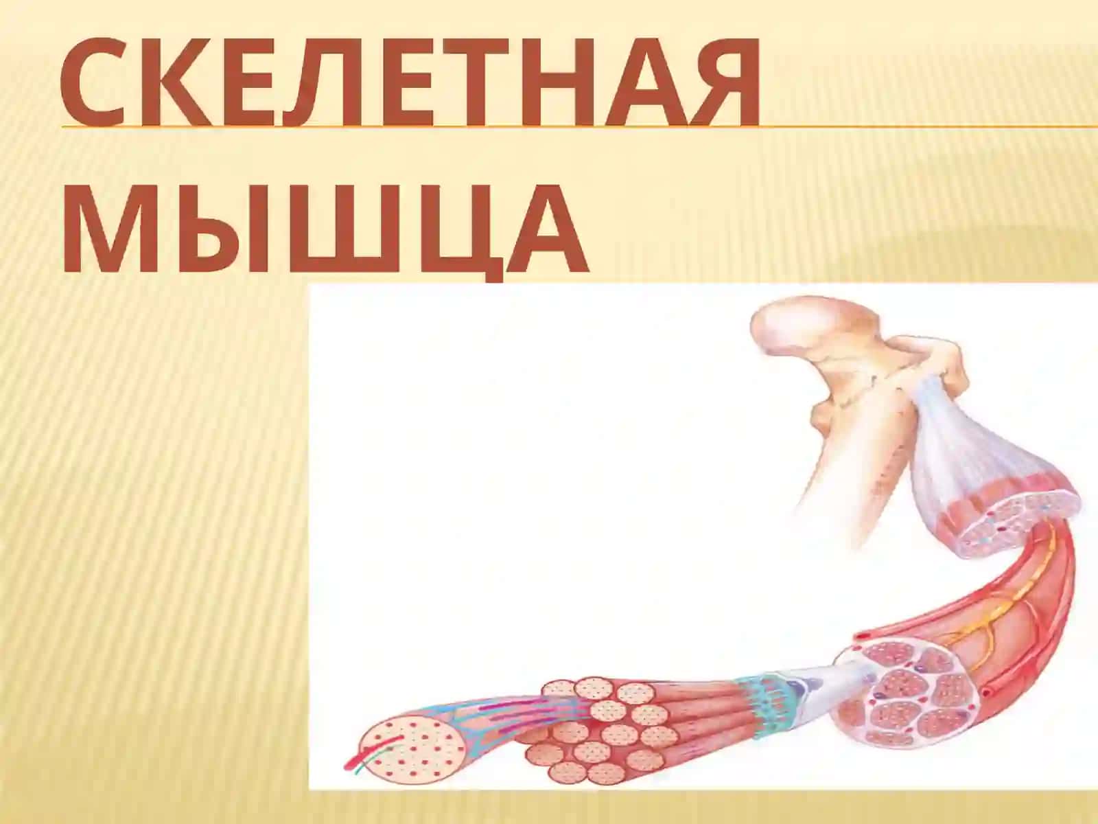 КафедрафиЗИологииЛекция №2.Физиология мышцЛЕКТОР: АССИСТЕНТдилнораХислатовна 3