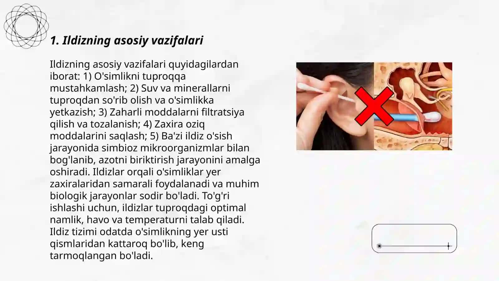 Ildizning tuzulishi va turlari 3