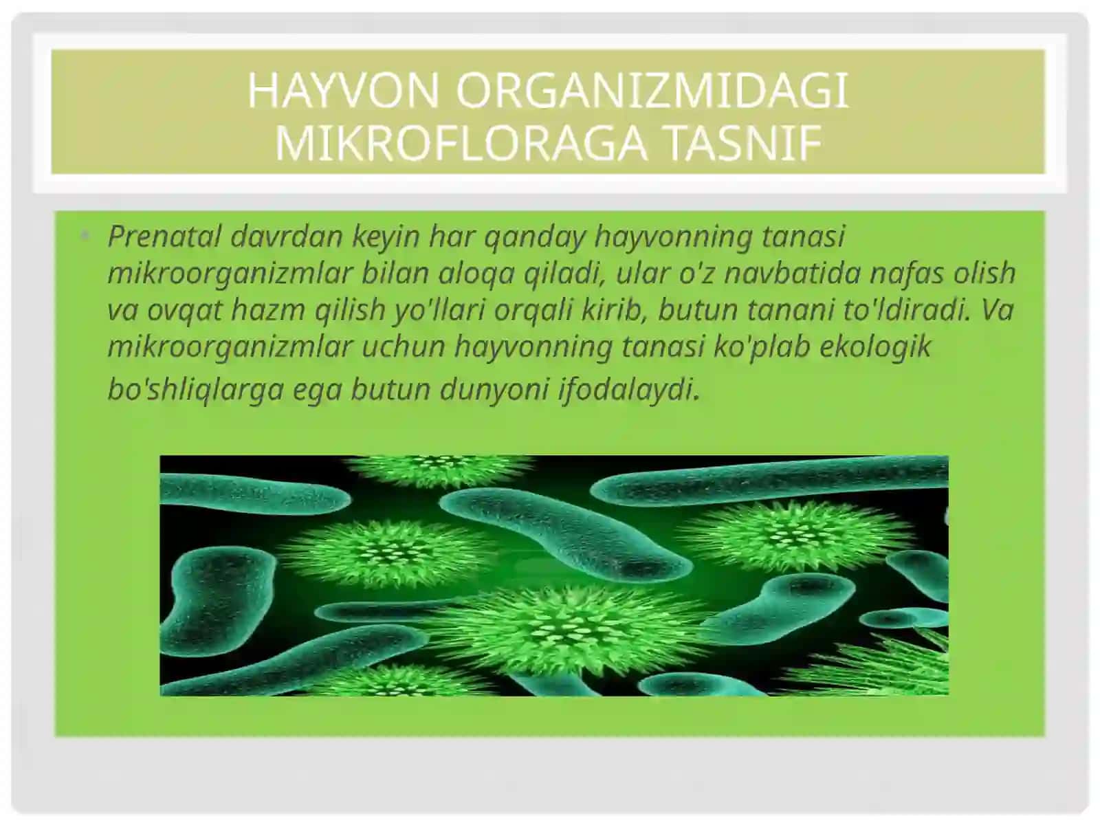 HAYVON ORGANIZMIDAGI MIKROFLORAGA TASNIF 3