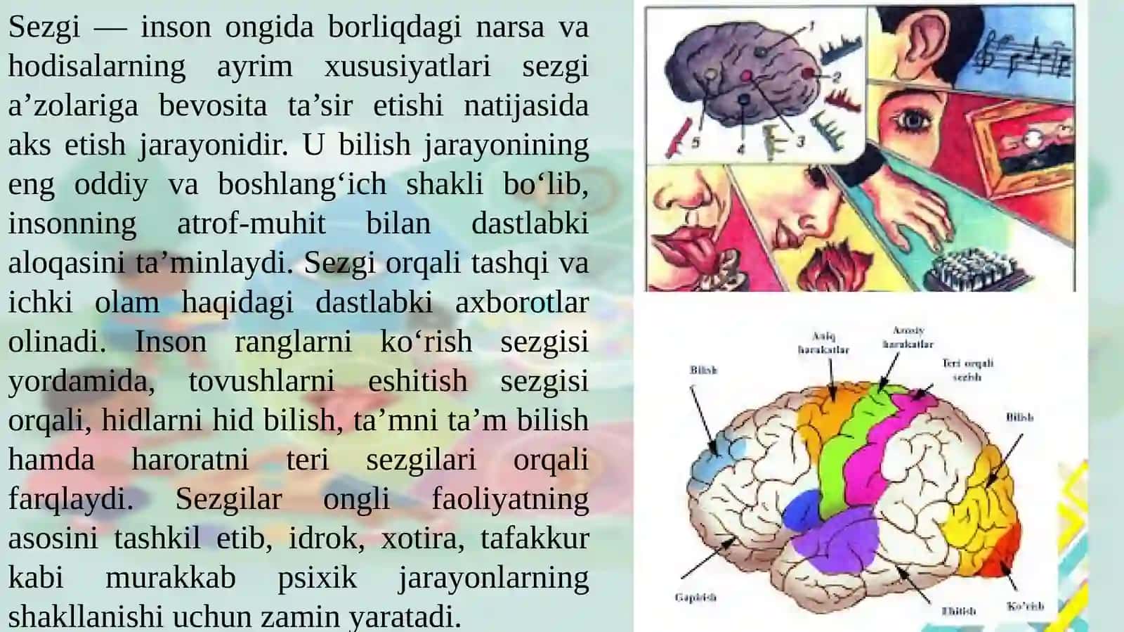 SEZGILAR. SEZGILAR HAQIDA UMUMIY TUSHUNCHA. ANALOZATORLAR. 3