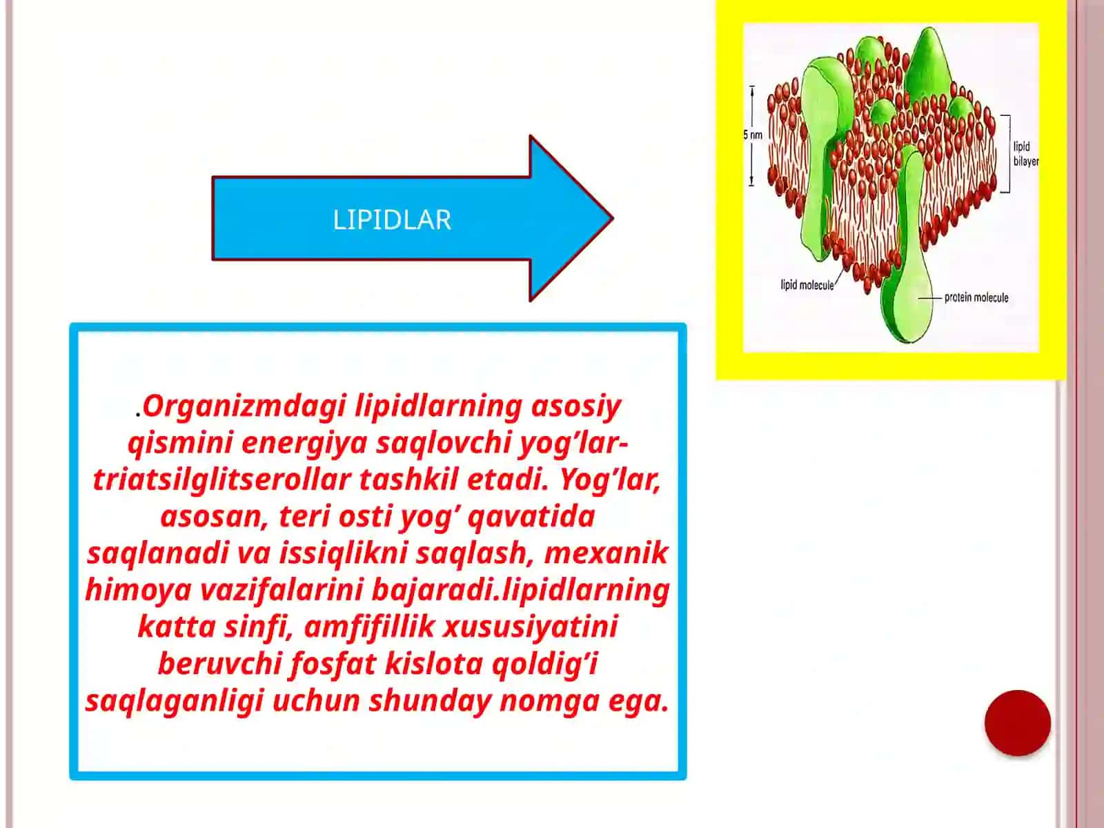 Biokimyo fanidan "Yog‘ bosishi, semirish" taqdimoti 3