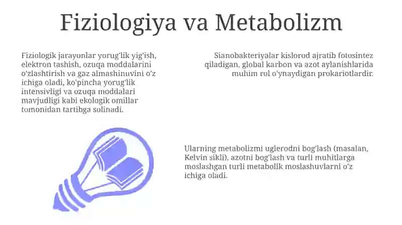 Kôk yashil sianobakteriyalar -(Cyanophyta, Cyanobakteria) suvótlar bóliming umumiy tavsifi 3