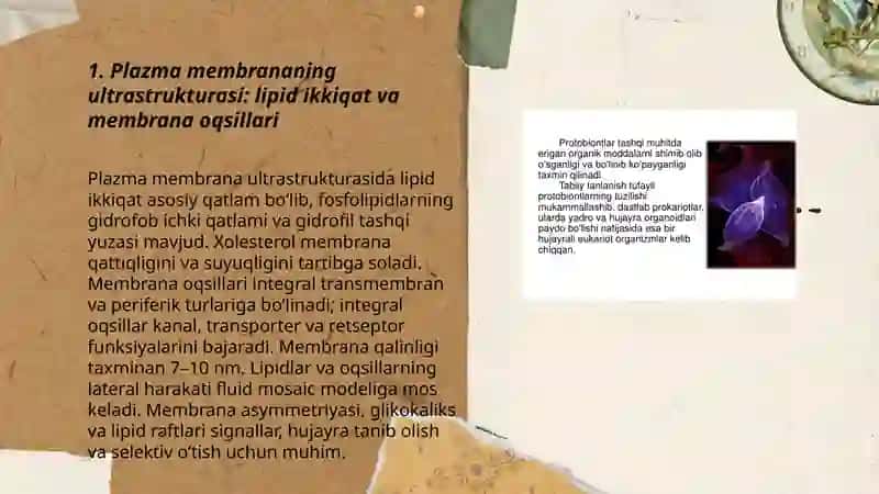 Evkariot hujayralarninig ultra strukturaviy tuzilishi 3