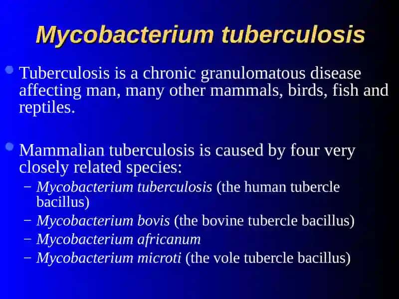 Mycobacterium tuberculosis 3
