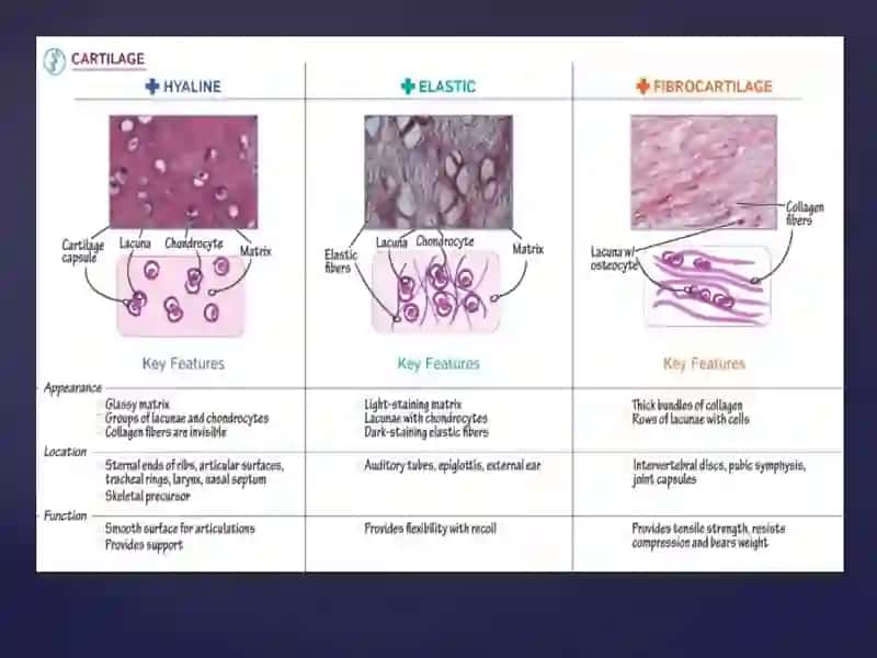Cartilage and bone. Hyaline, elastic cartilago and fibrocartilago 3