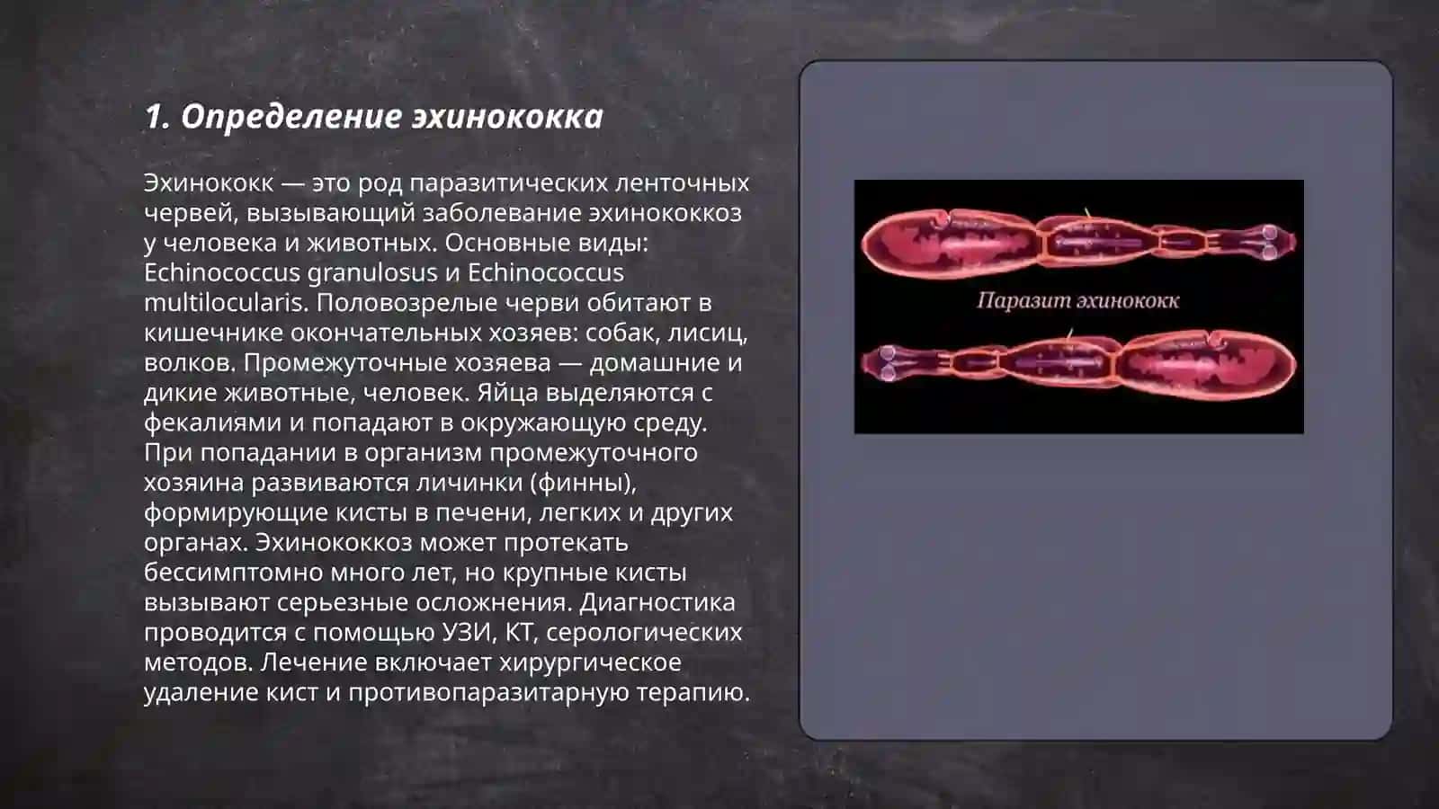 Эхинакокк 3