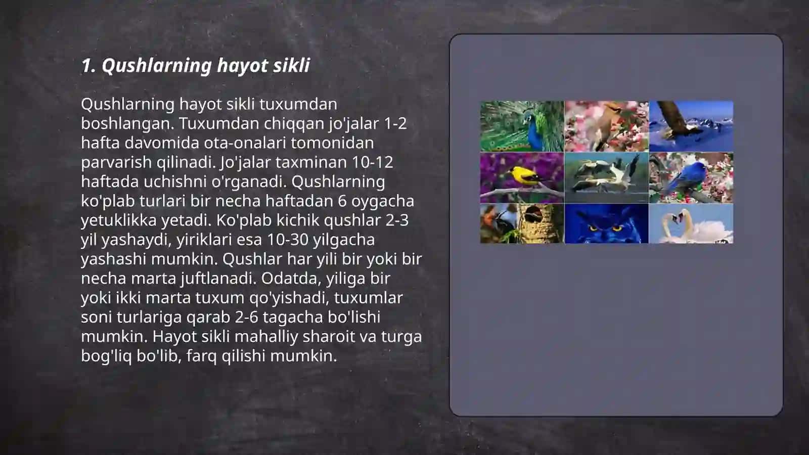 Qushlar 3