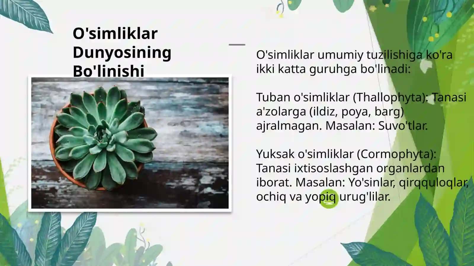 O'simliklar Sistematikasi: Tasniflash asoslari va ahamiyati 3