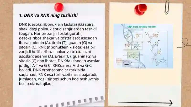 DNK va RNK ning qiyosiy xarakteristikasi 3