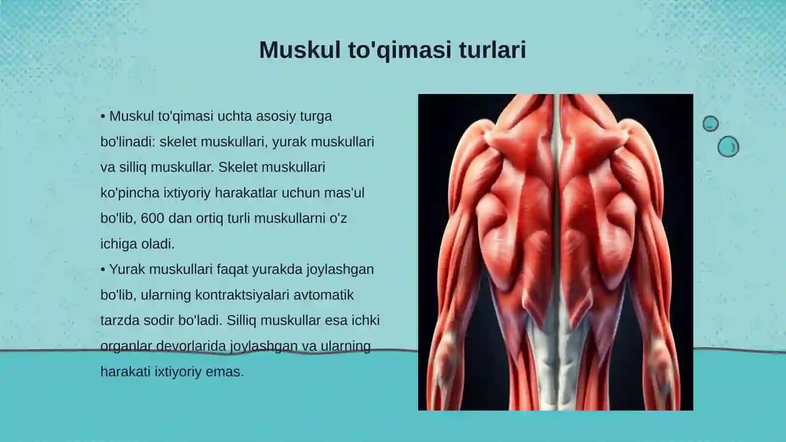 Muskul to'qimasi Gavda muskullari gavdaning orqa guruh muskullari 3