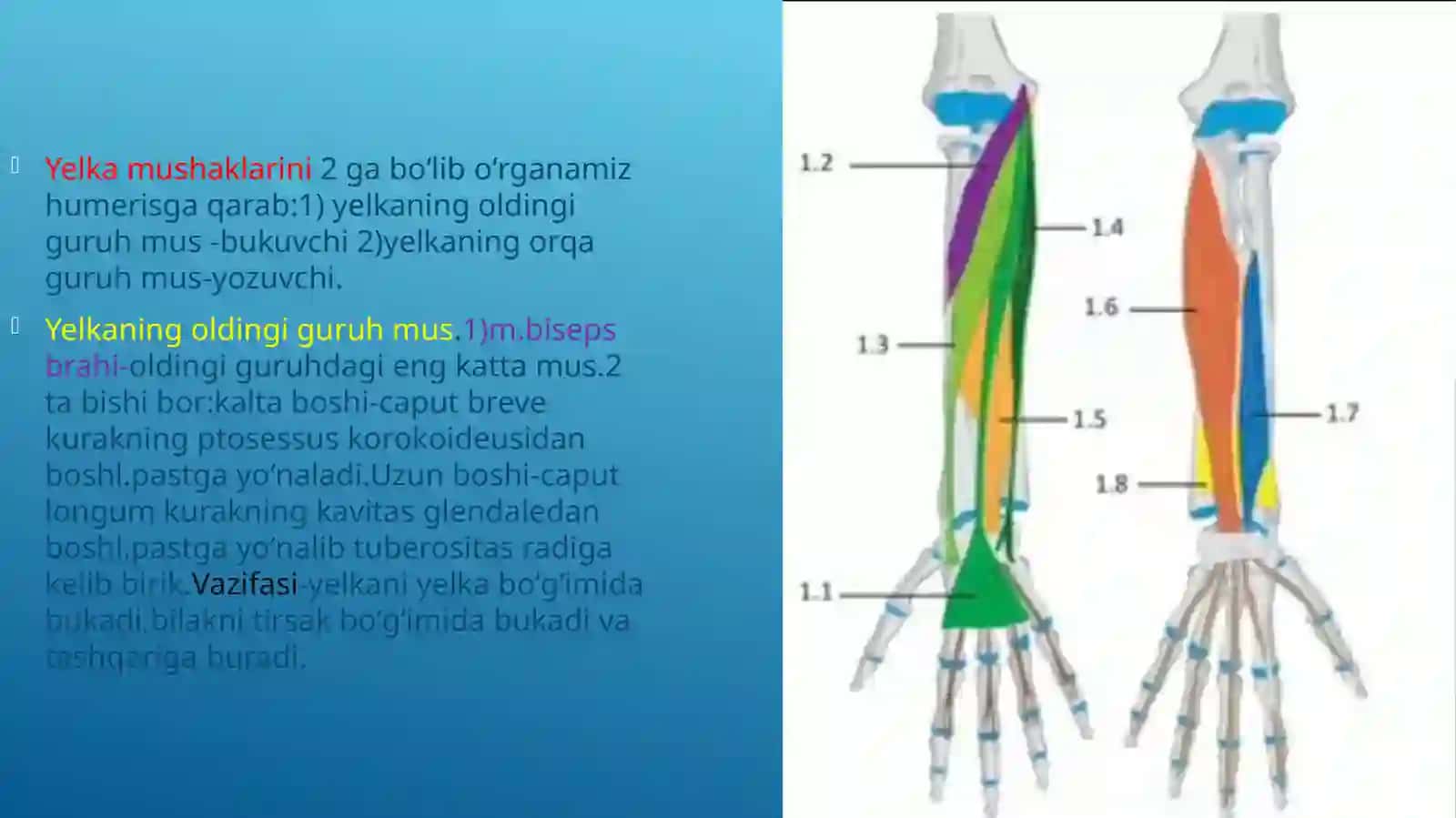 YELKA KAMARI VA YELKA MUSHAKLARI 3