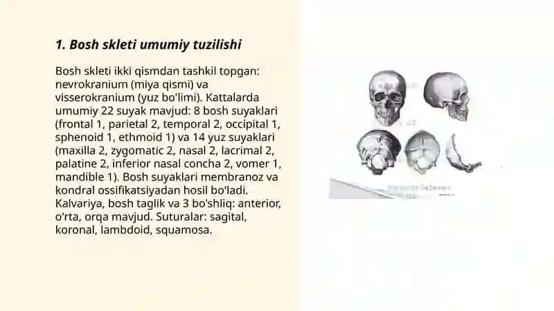Bosh skleti. Yuz bo'limi suyaklari 3