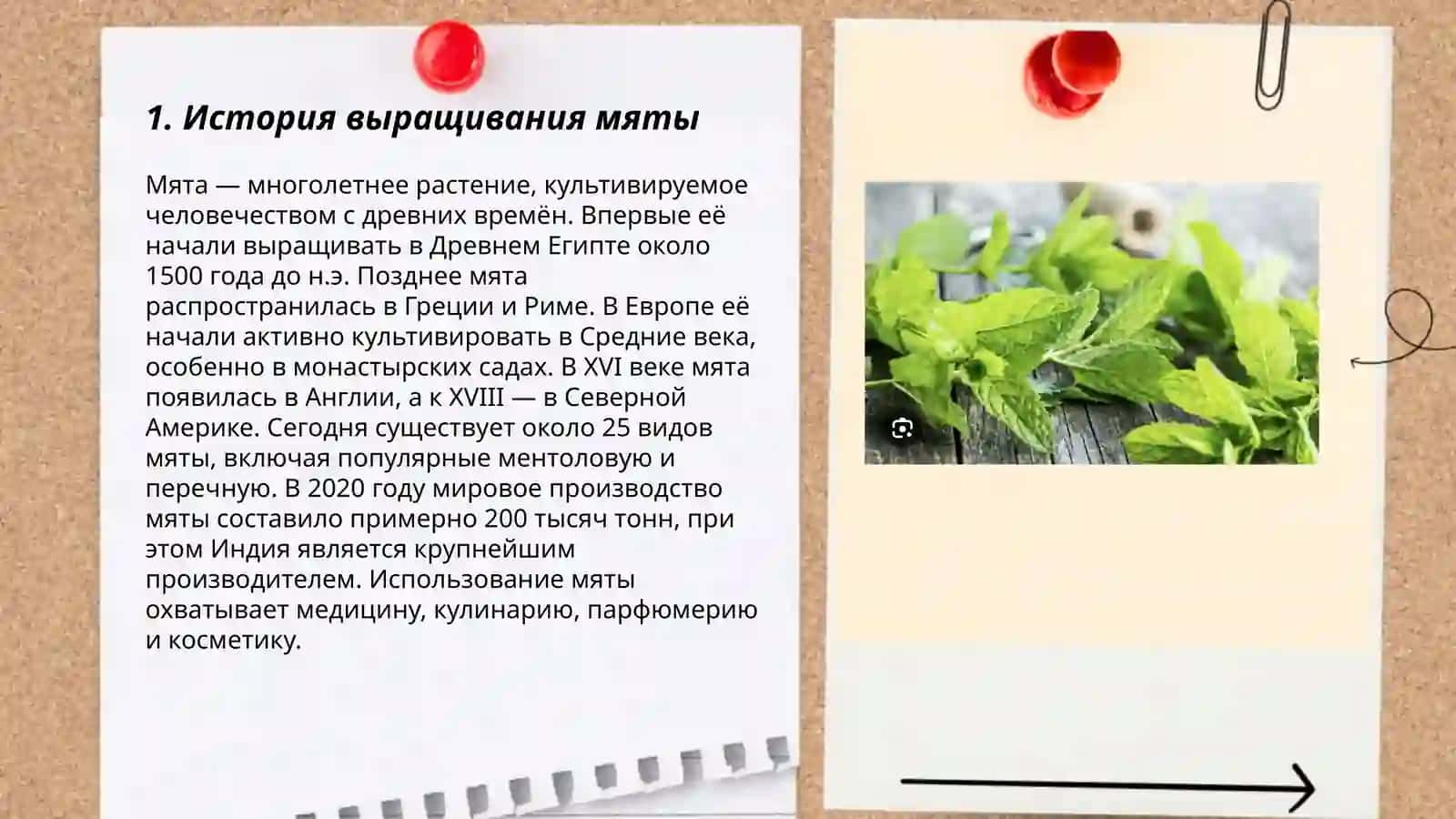 Мята 3