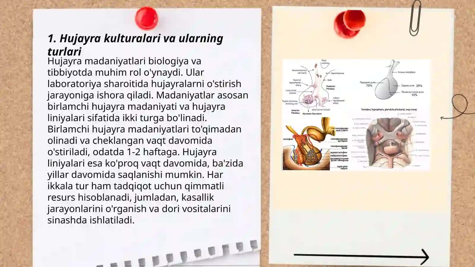 Hujayra kulturalari va ularning turlari 3