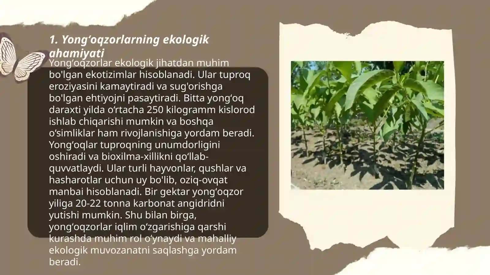Oʻzbekistondagi yongʻoqzorlar, ularning tabiatdagi ahamiyati 3