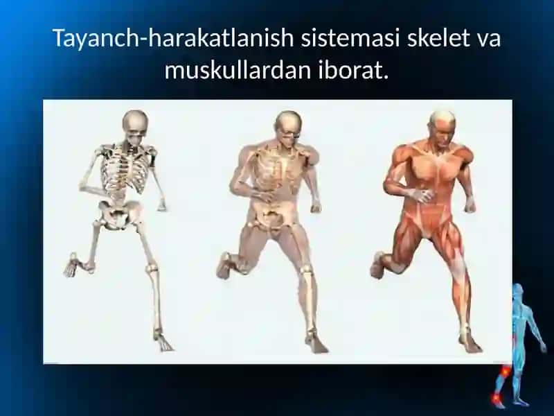 Tayanch-harakatlanish sistemasining tuzilishi 3
