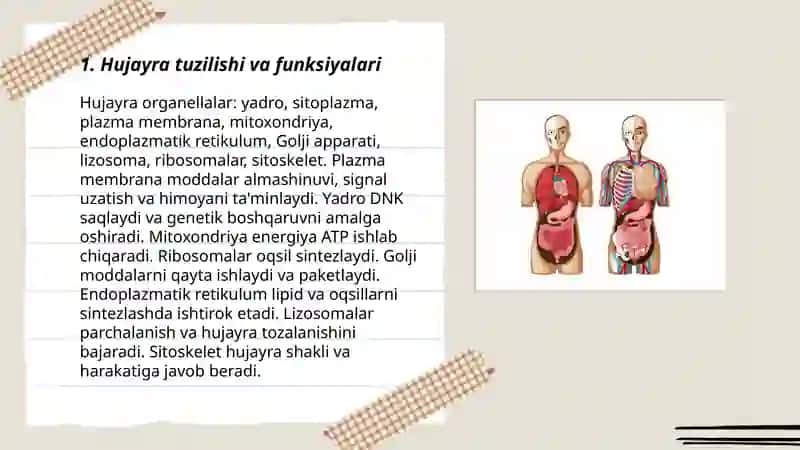 Odam organizmining tuzilishi va funksiyalari 3