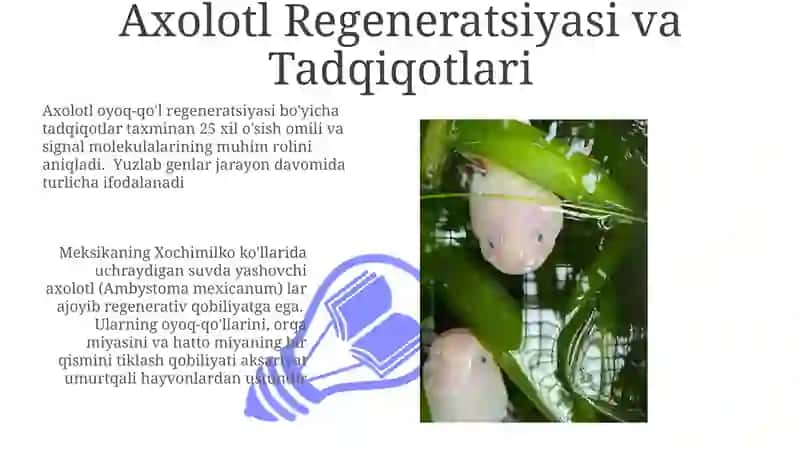 Axolotl Regeneratsiyasi va Tadqiqotlari 3