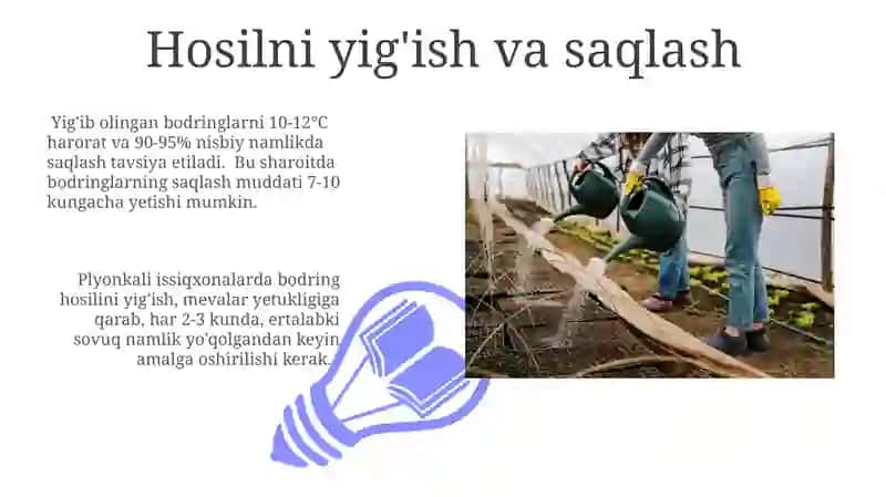 Plyonkali issiqxonada bodring yetishtirish boʻyicha agrotexnik karta ishlab chiqish 3