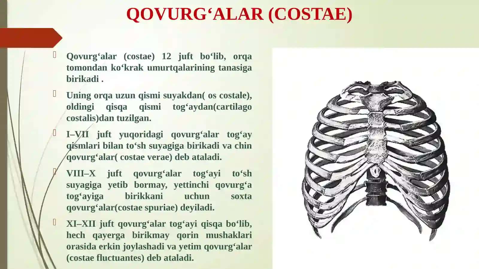 Ko‘krаk qаfаsi suyaklari 3